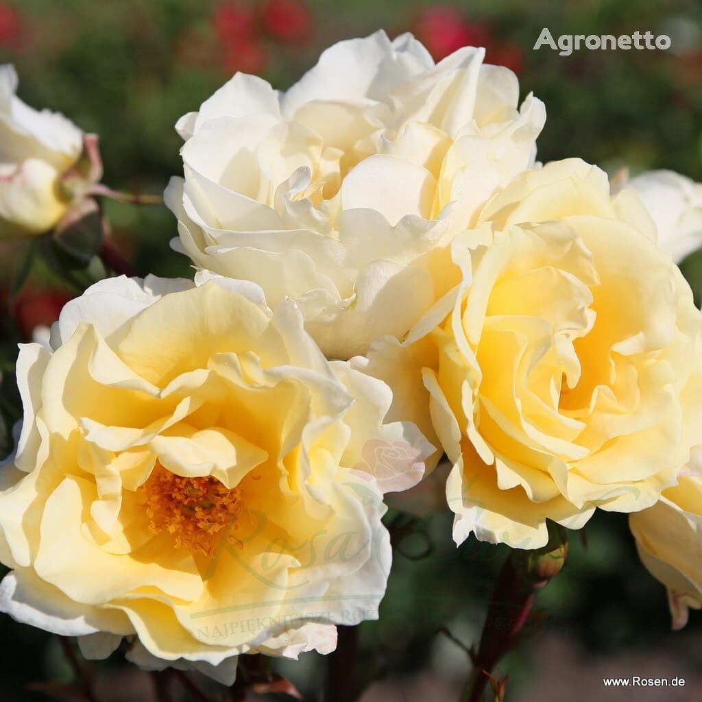 Róża Mentor-Rose® flower seedling