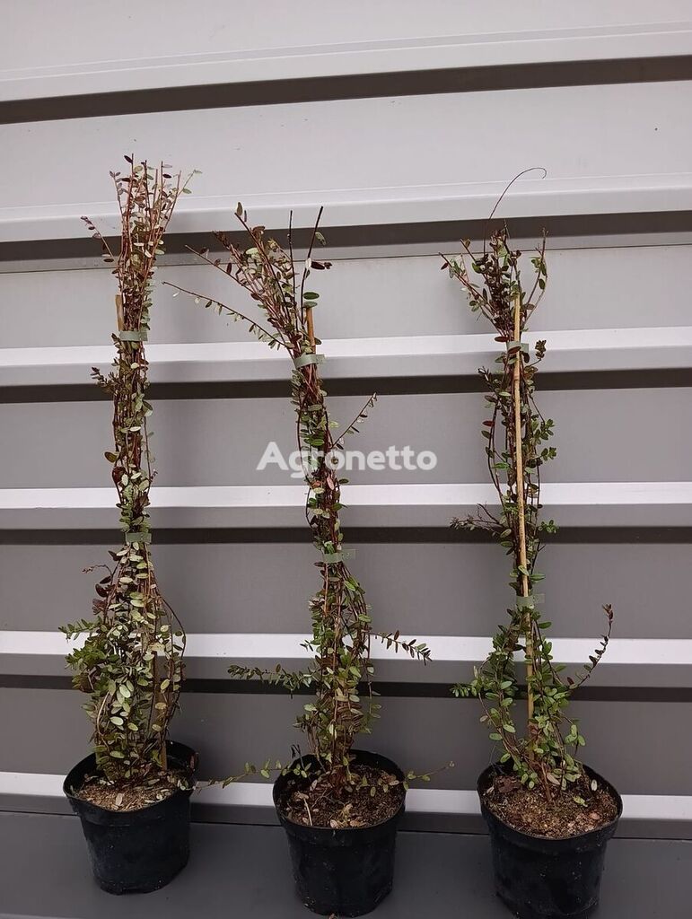 Cranberry seedling (Vaccinium macrocarpon)