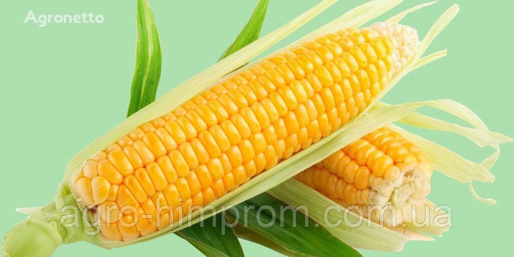 Corn seeds Otrych F1 - FAO 180, pickled
